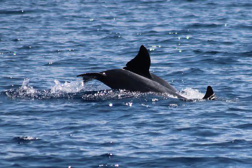 Escursione in barca Itaca e Cefalonia 11